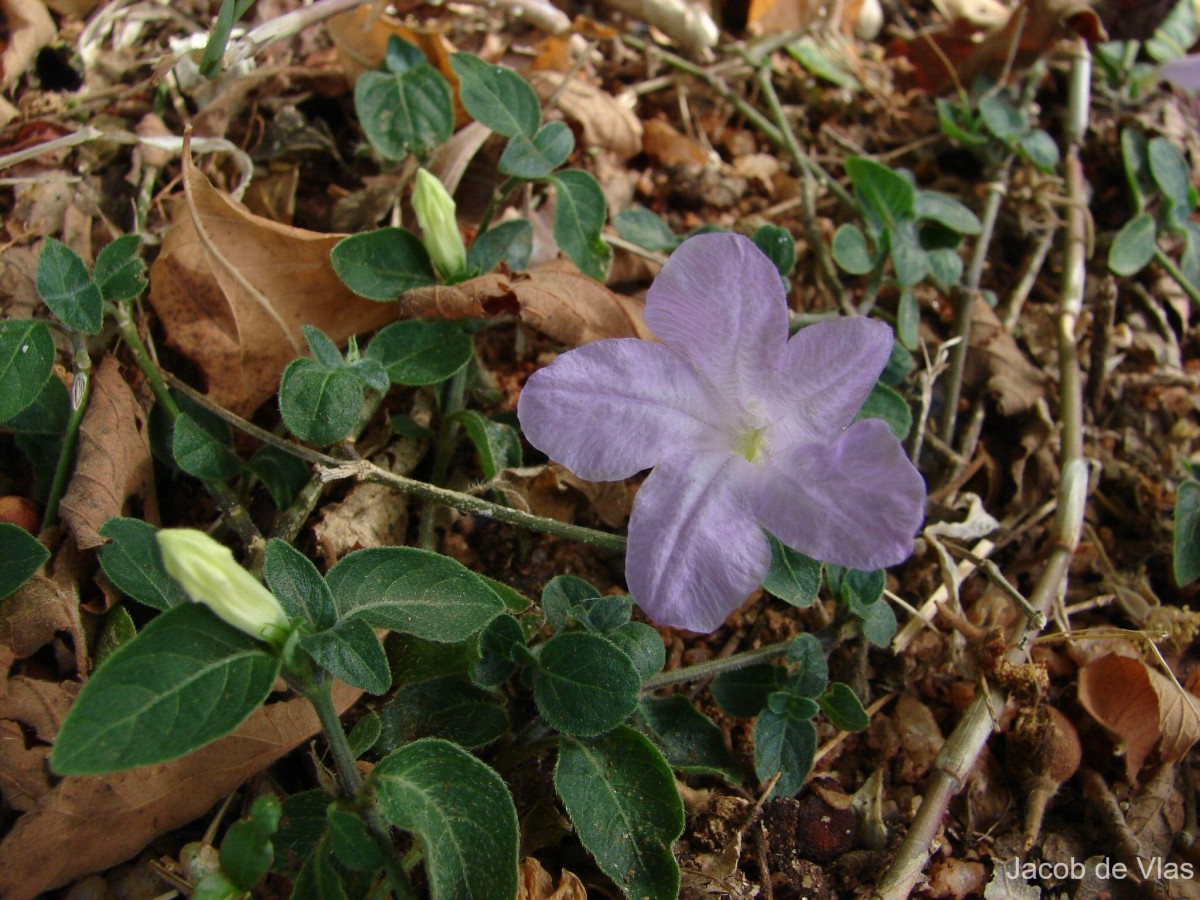 Ruellia prostrata Poir.